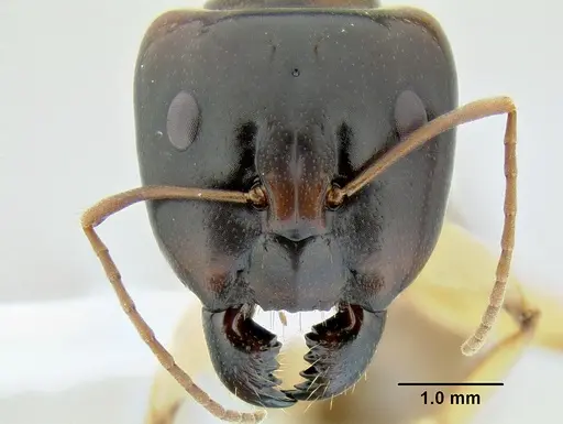 Camponotus gibbinotus specimen