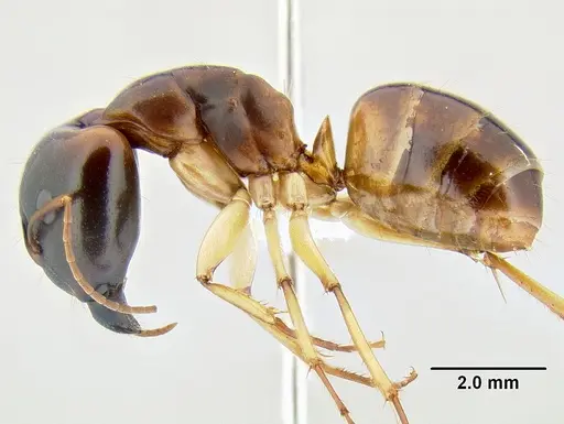 Camponotus gibbinotus specimen