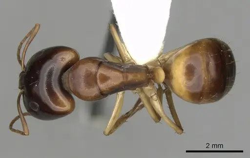 Camponotus gibbinotus - CASENT0280169