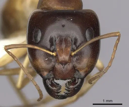 Camponotus gibbinotus - CASENT0280169