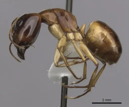 Camponotus gibbinotus - CASENT0280169