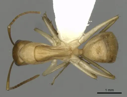 Camponotus gibbinotus - CASENT0280170