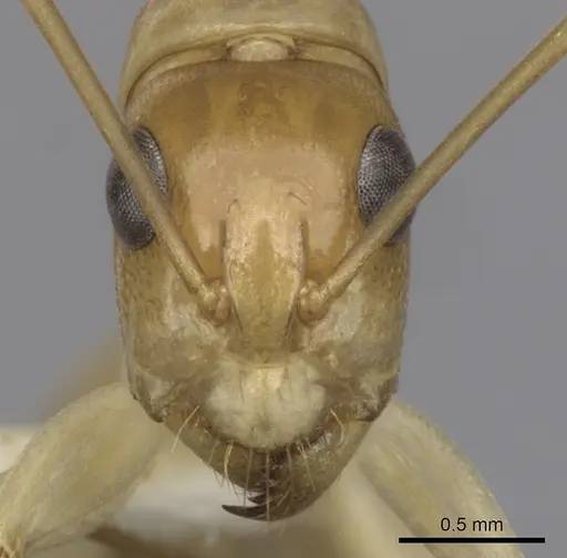 Camponotus gibbinotus - CASENT0280170