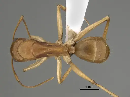 Camponotus gibbinotus - CASENT0887679