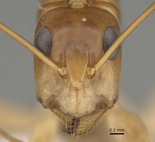 Camponotus gibbinotus - CASENT0887679