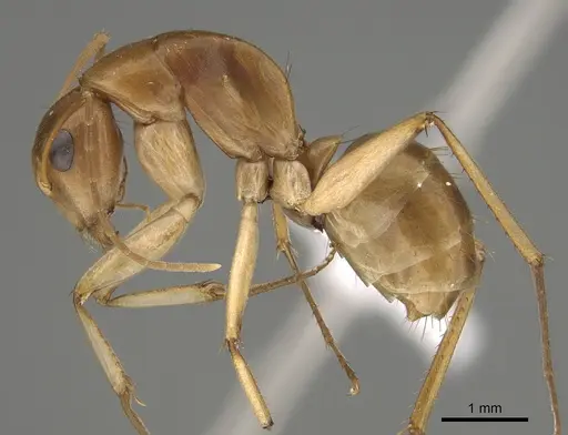 Camponotus gibbinotus - CASENT0887679