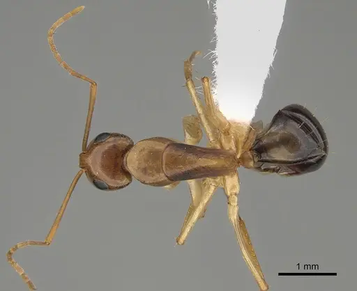 Camponotus gibbinotus - CASENT0887705