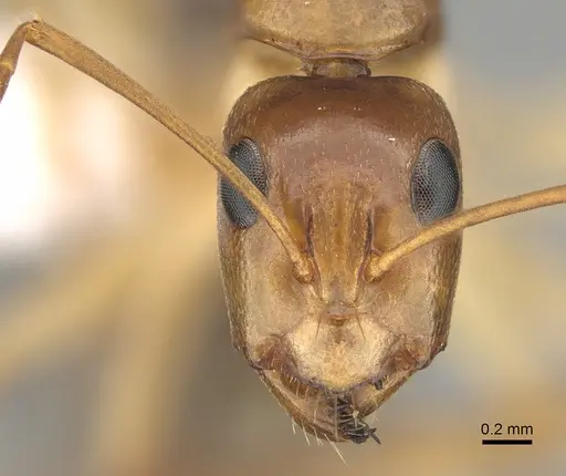 Camponotus gibbinotus - CASENT0887705
