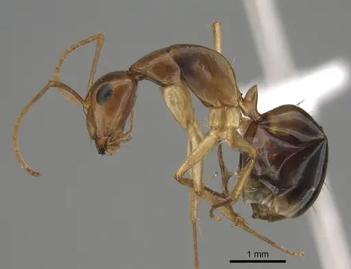 Camponotus gibbinotus - CASENT0887705