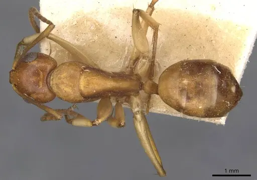 Camponotus gibbinotus - CASENT0910384