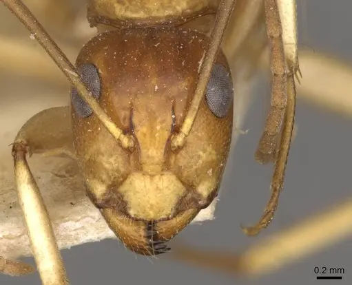 Camponotus gibbinotus - CASENT0910384