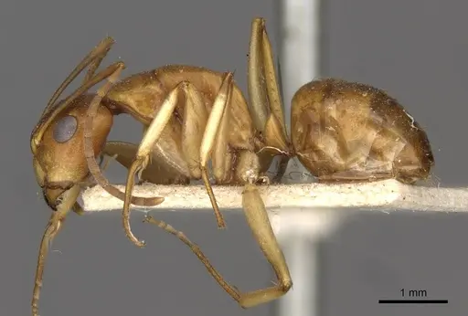 Camponotus gibbinotus - CASENT0910384