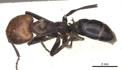 Camponotus gilviceps specimen