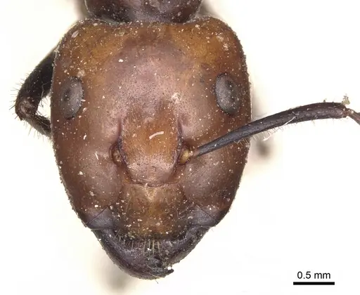 Camponotus gilviceps specimen