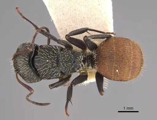Camponotus gilviventris specimen