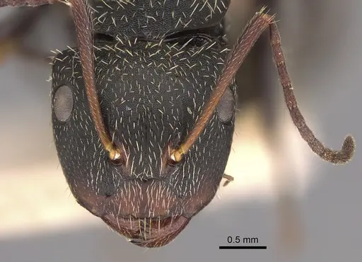 Camponotus gilviventris specimen