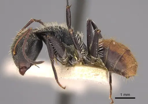 Camponotus gilviventris specimen