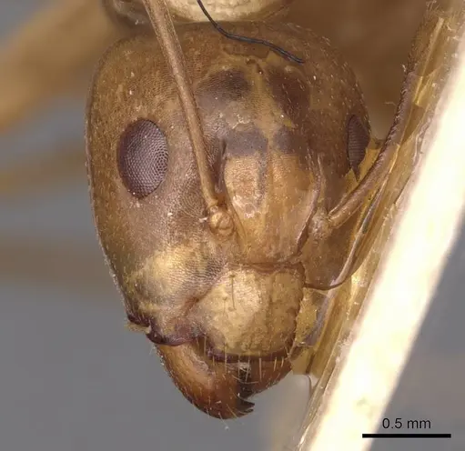 Camponotus glabrisquamis specimen