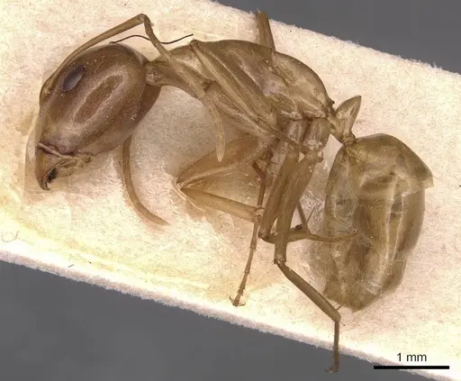 Camponotus glabrisquamis specimen