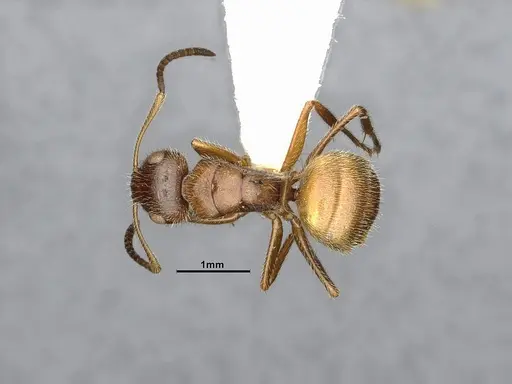 Camponotus godmani specimen