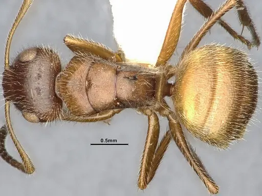 Camponotus godmani specimen