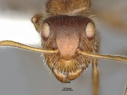 Camponotus godmani specimen