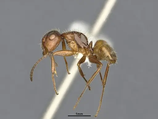 Camponotus godmani - ANTWEB1053773