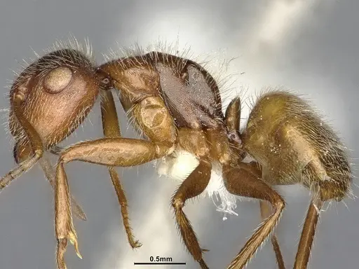 Camponotus godmani - ANTWEB1053773