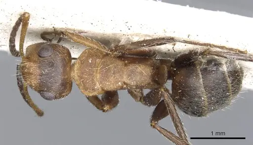 Camponotus godmani - CASENT0903625