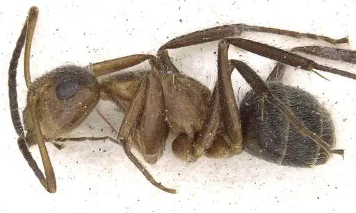 Camponotus godmani - CASENT0903625