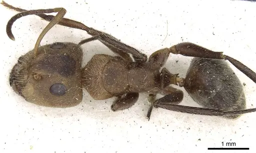 Camponotus godmani - CASENT0903626