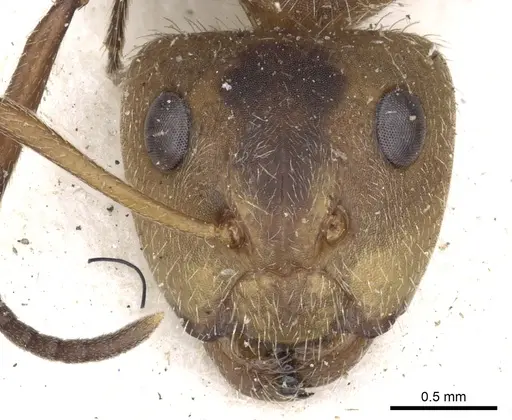 Camponotus godmani - CASENT0903626