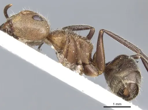 Camponotus godmani - CASENT0903626