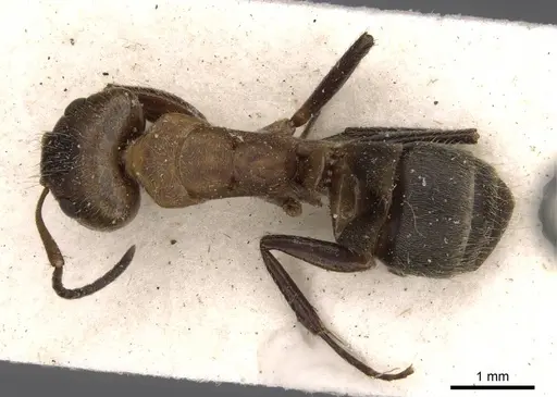 Camponotus godmani - CASENT0910700