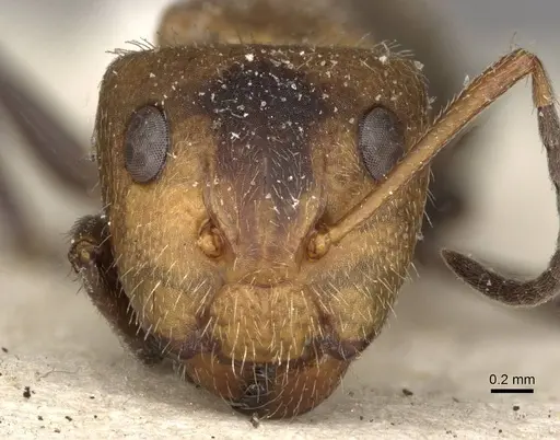 Camponotus godmani - CASENT0910700