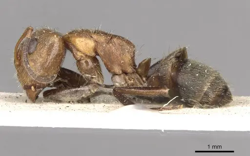 Camponotus godmani - CASENT0910700