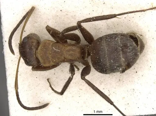 Camponotus godmani - CASENT0910701