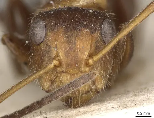 Camponotus godmani - CASENT0910701