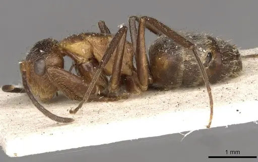 Camponotus godmani - CASENT0910701