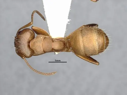 Camponotus godmani - CASENT4032234