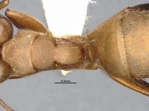 Camponotus godmani - CASENT4032234