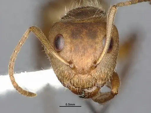 Camponotus godmani - CASENT4032234