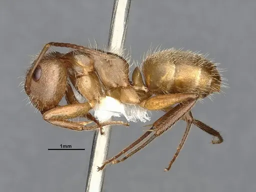 Camponotus godmani - CASENT4032234