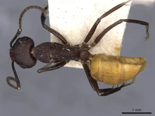 Camponotus goeldii specimen