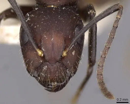 Camponotus goeldii specimen