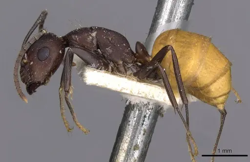 Camponotus goeldii specimen