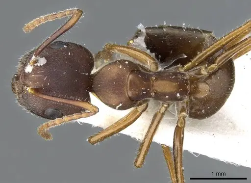 Camponotus gombaki specimen