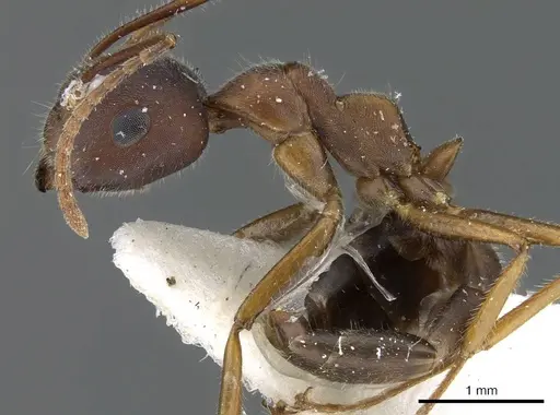 Camponotus gombaki specimen