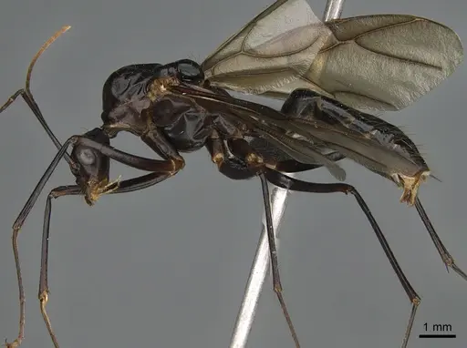 Camponotus gouldi specimen