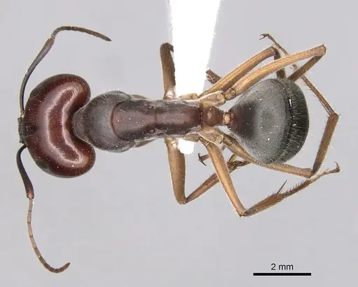 Camponotus gouldianus specimen